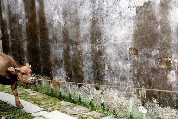 澳洲幸运10开奖